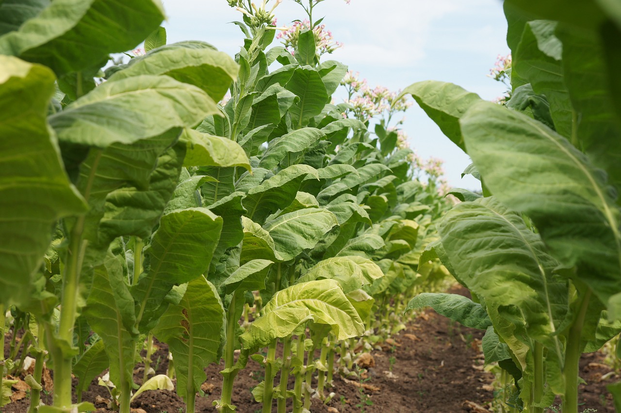 tobacco, plant, smoking