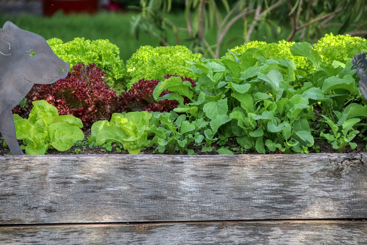 garden, salad, raised bed